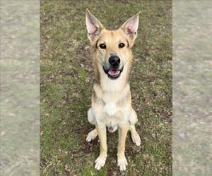 German Shepherd Dog Dogs for adoption in Conroe, TX, USA
