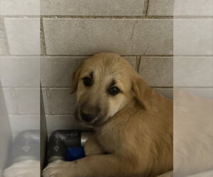Anatolian Shepherd-Unknown Mix Dogs for adoption in Stockton, CA, USA