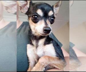 Chihuahua Dogs for adoption in Weatherford, TX, USA