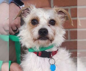 Jack Russell Terrier-Unknown Mix Dogs for adoption in Carrollton, TX, USA