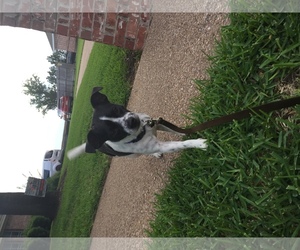 Jack-Rat Terrier Dogs for adoption in Lorena, TX, USA