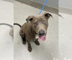 American Pit Bull Terrier-Unknown Mix Dogs for adoption in Las Vegas, NV, USA
