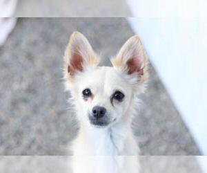 Medium Photo #1 Italian Greyhuahua Puppy For Sale in Santa Cruz, CA, USA