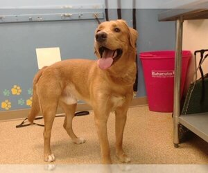 Golden Labrador Dogs for adoption in Palmer, AK, USA