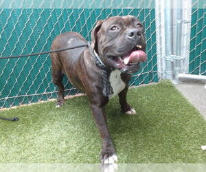 Mutt Dogs for adoption in Downey, CA, USA