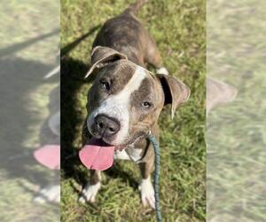 American Staffordshire Terrier Dogs for adoption in Fort Lauderdale, FL, USA