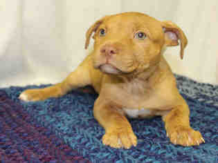 Bullboxer Pit Dogs for adoption in Globe, AZ, USA