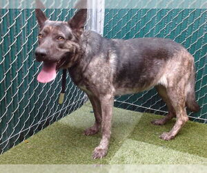 German Shepherd Dog Dogs for adoption in Downey, CA, USA
