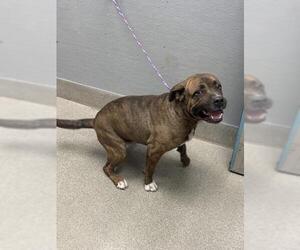Mutt Dogs for adoption in Las Vegas, NV, USA