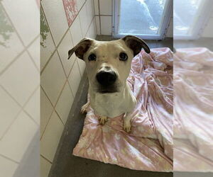 American Pit Bull Terrier-Unknown Mix Dogs for adoption in Corpus Christi, TX, USA