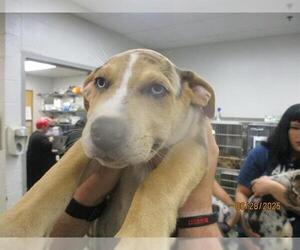 Catahoula Leopard Dog-Unknown Mix Dogs for adoption in Oklahoma City, OK, USA