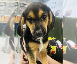 Beagle-Unknown Mix Dogs for adoption in Westminster, MD, USA