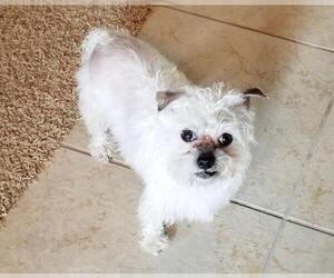 Shih Tzu-Unknown Mix Dogs for adoption in fort worth, TX, USA