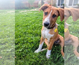 Mutt Dogs for adoption in Sandy, UT, USA
