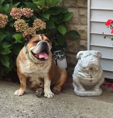 Bulldog Dogs for adoption in Buffalo, NY, USA