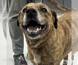 Plott Hound-Unknown Mix Dogs for adoption in Washington, DC, USA
