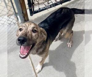 German Shepherd Dog-Unknown Mix Dogs for adoption in Tulsa, OK, USA