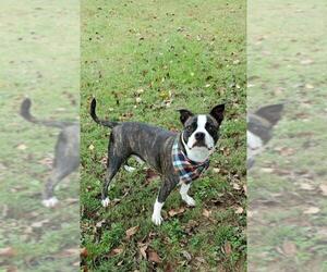 Boston Terrier Dogs for adoption in Bardstown, KY, USA