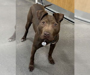 Mutt Dogs for adoption in Forestville, MD, USA