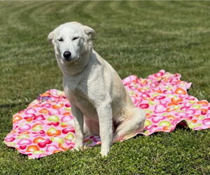 Labrador Retriever-Unknown Mix Dogs for adoption in Raleigh, NC, USA