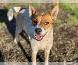 Mutt Dogs for adoption in McKinleyville, CA, USA
