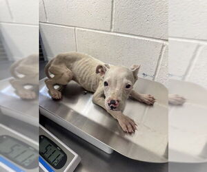 American Pit Bull Terrier-Unknown Mix Dogs for adoption in San Bernardino, CA, USA