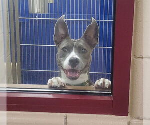 American Pit Bull Terrier Dogs for adoption in Springfield, MA, USA