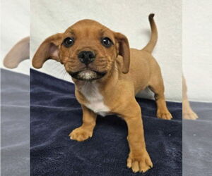 Schweenie Dogs for adoption in Lakewood, CO, USA