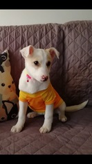 Canaan Dog Dogs for adoption in NYC, NY, USA