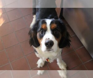 Bernese Mountain Dog-Cavalier King Charles Spaniel Mix Dogs for adoption in Lancaster, PA, USA