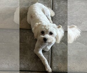 Maltese-Unknown Mix Dogs for adoption in HESPERIA, CA, USA