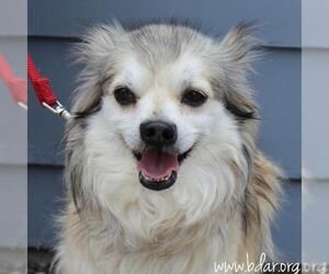 Shih Tzu Dogs for adoption in Cheyenne, WY, USA