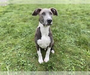 American Pit Bull Terrier-Unknown Mix Dogs for adoption in McKinleyville, CA, USA