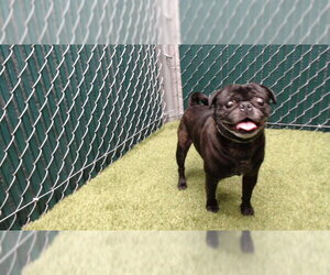 Pug Dogs for adoption in Downey, CA, USA