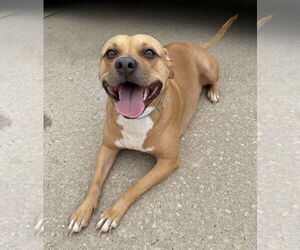 American Pit Bull Terrier-Unknown Mix Dogs for adoption in OKLAHOMA CITY, OK, USA