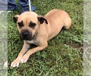 Black Mouth Cur Dogs for adoption in Denison, TX, USA