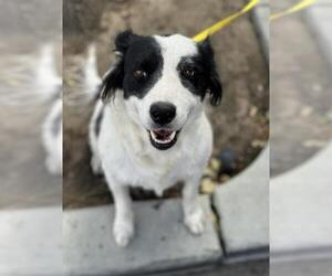 Border Collie Dogs for adoption in Bakersfield, CA, USA