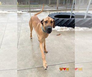 Great Dane Dogs for adoption in Center Township, PA, USA