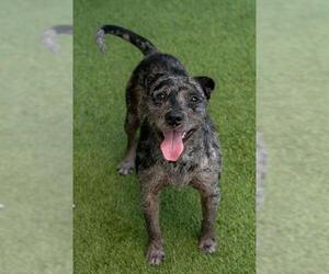 Catahoula Leopard Dog-Unknown Mix Dogs for adoption in Baytown, TX, USA