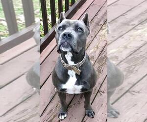 American Staffordshire Terrier-Unknown Mix Dogs for adoption in Lovingston, VA, USA