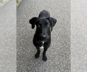 Great Dane Dogs for adoption in St. Louis Park, MN, USA