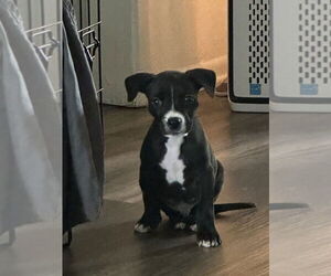 Boston Huahua Dogs for adoption in Dana Point, CA, USA