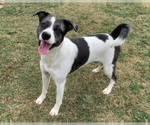 Sheprador Dogs for adoption in Plano, TX, USA