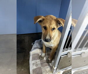 German Shepherd Dog Dogs for adoption in San Bernardino, CA, USA