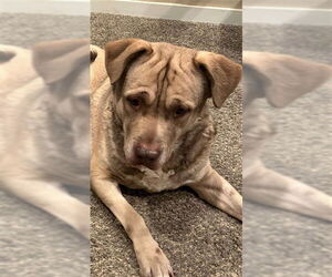 American Pit Bull Terrier-Siberian Husky Mix Dogs for adoption in Ogden, UT, USA