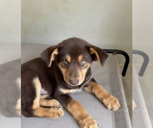 German Shepherd Dog-Unknown Mix Dogs for adoption in Bolivar, MO, USA