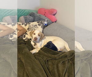 Basset Hound-Labrador Retriever Mix Dogs for adoption in Holly Springs, NC, USA