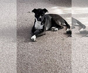 American Pit Bull Terrier-Huskies  Mix Dogs for adoption in Chandler, AZ, USA