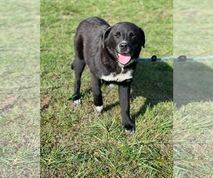 Great Pyrenees-Unknown Mix Dogs for adoption in Croydon, NH, USA