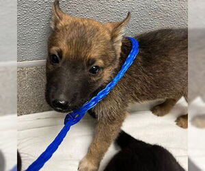Australian Shepherd-Unknown Mix Dogs for adoption in Las Vegas, NV, USA